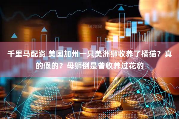 千里马配资 美国加州一只美洲狮收养了橘猫？真的假的？母狮倒是曾收养过花豹
